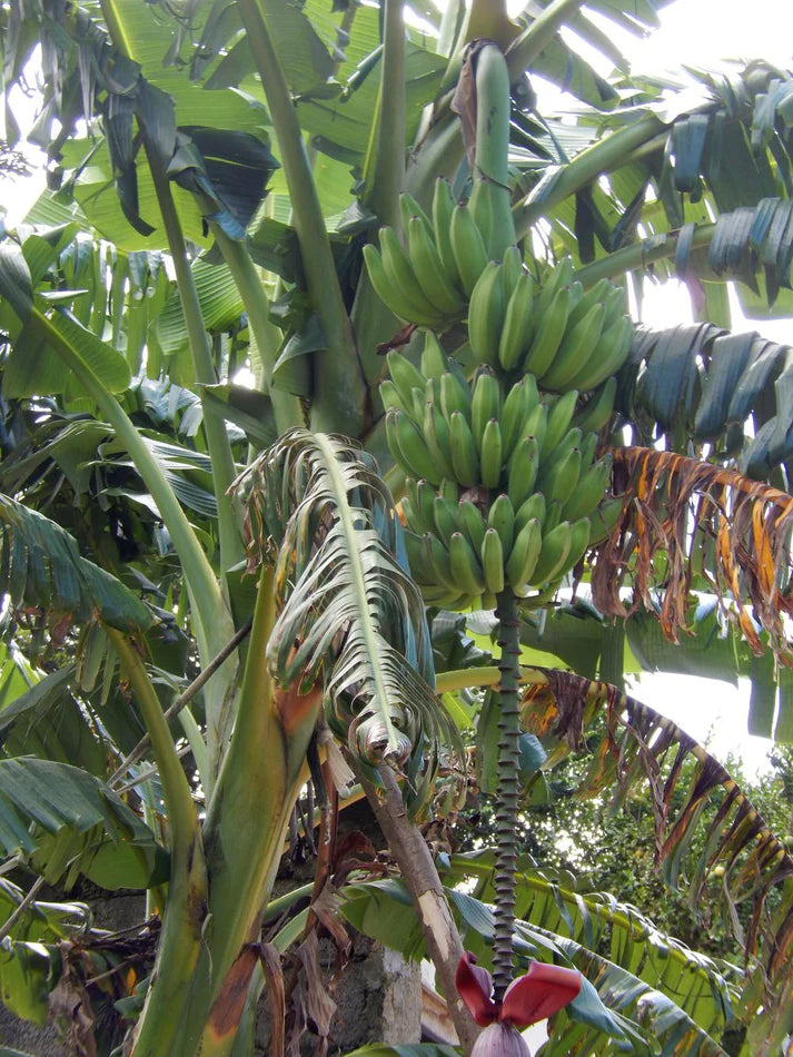 MUSA BLUGGOE / ORINOCO GIALLO (BANANO EDULE)