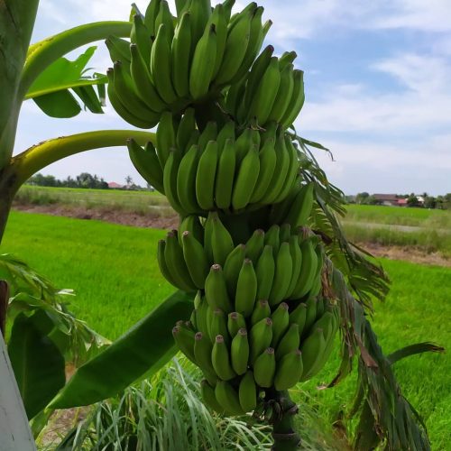 MUSA NAMWA / PISANG AWAK (BANANO EDULE)