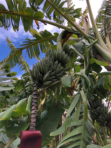 MUSA NAMWA / PISANG AWAK (BANANO EDULE)