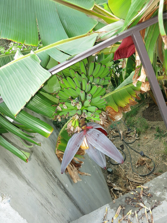 MUSA PISANG CEYLON / MYSORE (BANANO EDULE)