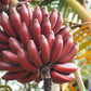 MUSA DWARF RED DAKKA (RED BANANA)