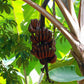 MUSA DWARF RED DAKKA (RED BANANA)