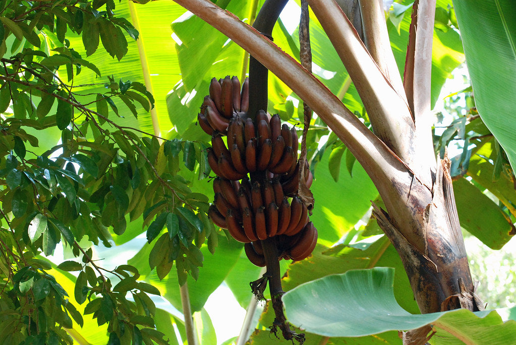 MUSA DWARF RED DAKKA (RED BANANA)