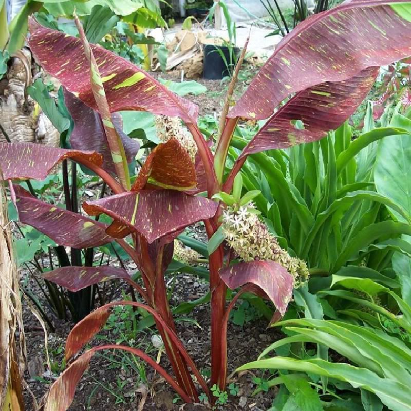 MUSA SIAM RUBY (ORNAMENTAL BANANA)