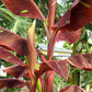 MUSA SIAM RUBY (BANANO ORNAMENTALE )