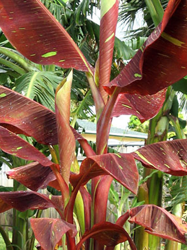 MUSA SIAM RUBY (BANANO ORNAMENTALE )