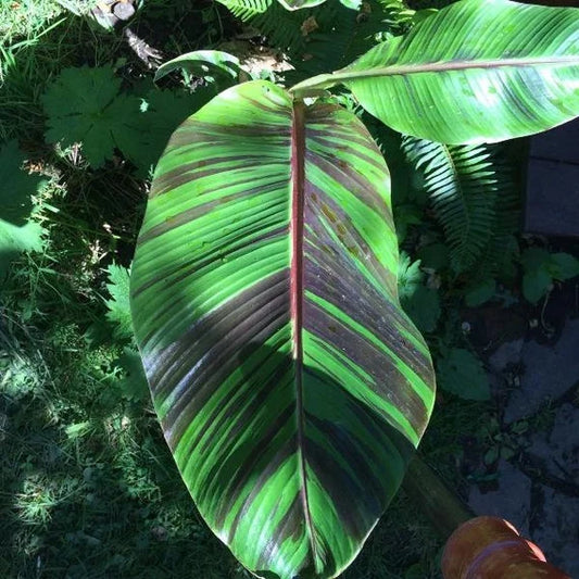 MUSA SIKKIMENSIS RED TIGER (BANANO ORNAMENTALE )