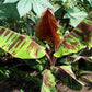 MUSA SIKKIMENSIS RED TIGER (BANANO ORNAMENTALE )