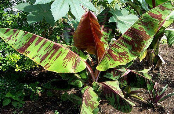 MUSA SIKKIMENSIS RED TIGER (BANANO ORNAMENTALE )