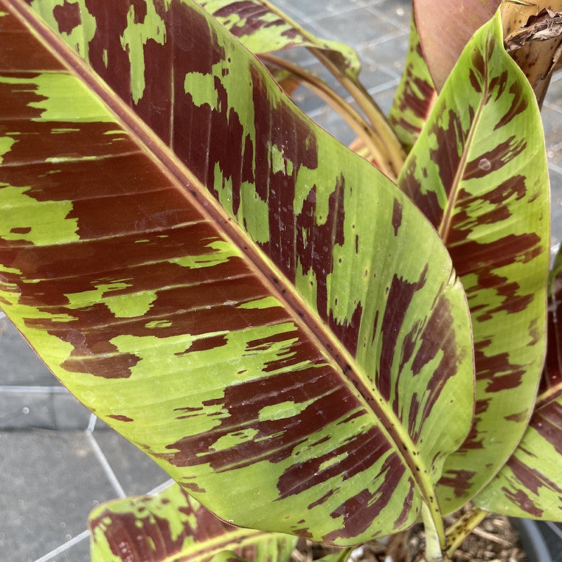 MUSA SUMATRANA ZEBRINA (ORNAMENTAL BANANA)