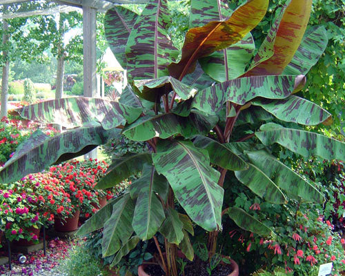 MUSA SUMATRANA ZEBRINA (ORNAMENTAL BANANA)