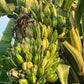 MUSA TANEE (ORNAMENTAL BANANA)