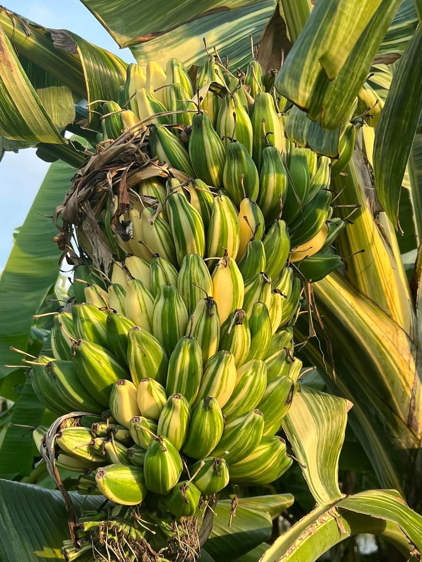 MUSA TANEE (ORNAMENTAL BANANA)