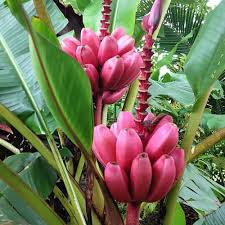 MUSA VELUTINA (ORNAMENTAL BANANA)