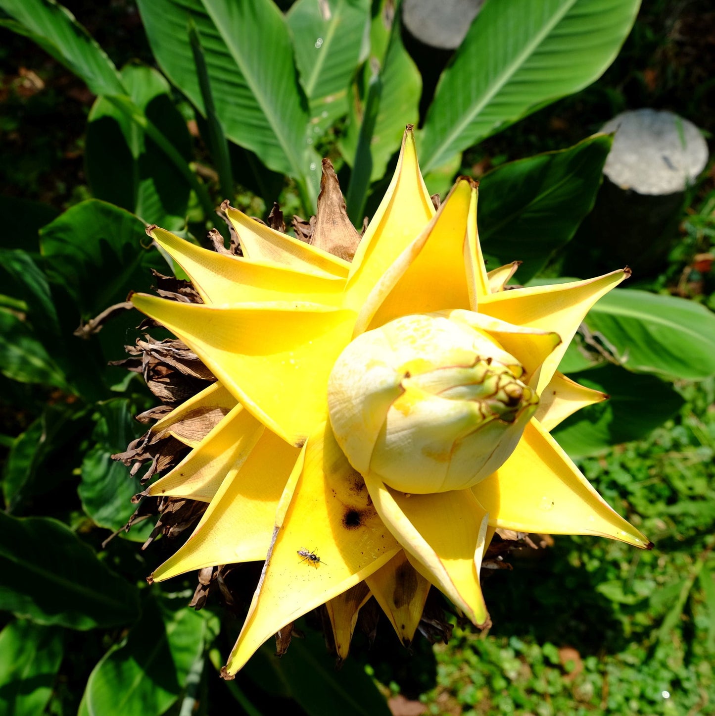 MUSELLA LASIOCARPA VARIEGATA (ORNAMENTAL BANANA)