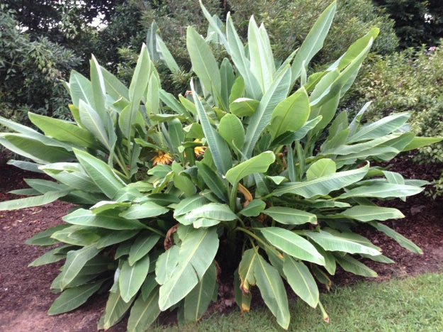 MUSELLA LASIOCARPA VARIEGATA (BANANO ORNAMENTALE)