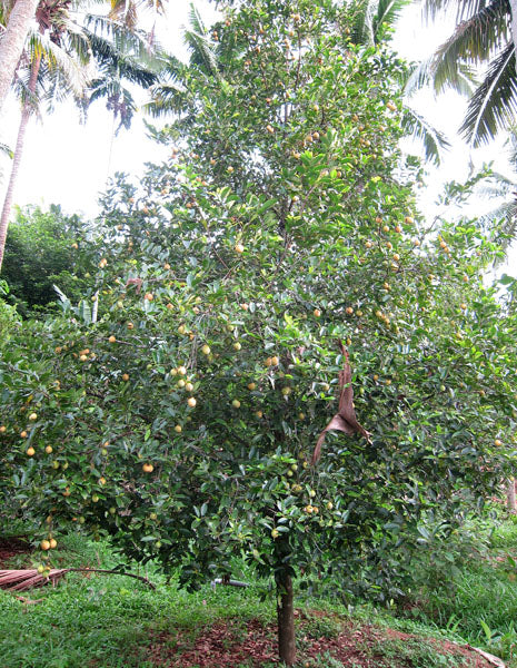 MYRISTICA FRAGRANS (NOCE MOSCATA)