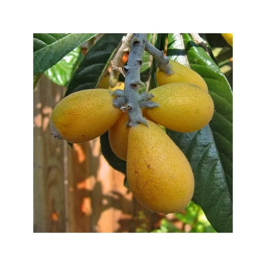 ERIOBOTRYA JAPONICA VAR. PELUCHE (NESPOLO DEL GIAPPONE GIGANTE)