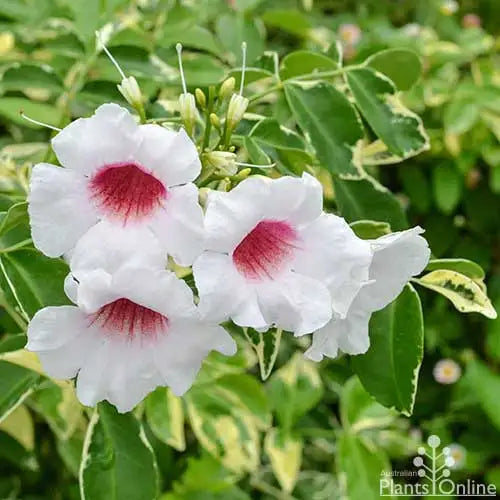 PANDOREA JASMINOIDES VARIEGATA (ALBERO DELLE ORCHIDEE CINESE)