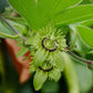 SUBEROUS PASSION FLOWER