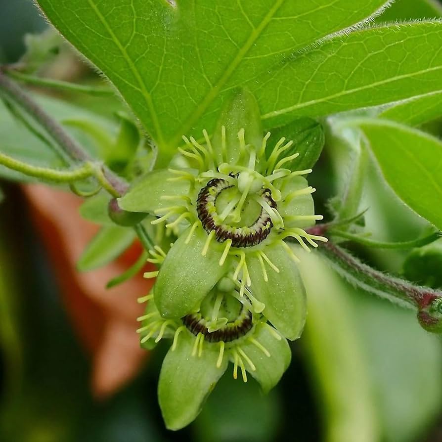 PASSIFLORA SUBEROSA