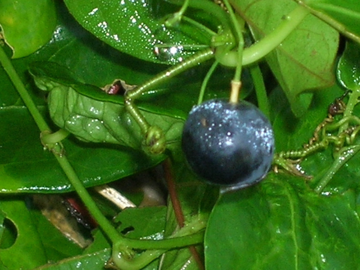 SUBEROUS PASSION FLOWER