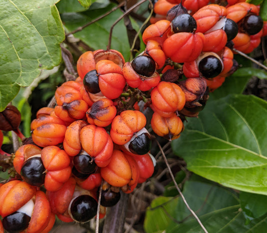 PAULLINIA CUPANA var. sorbilis (GUARANA')