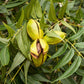 CARYA ILLINOINENSIS (NOCE DI PECAN)