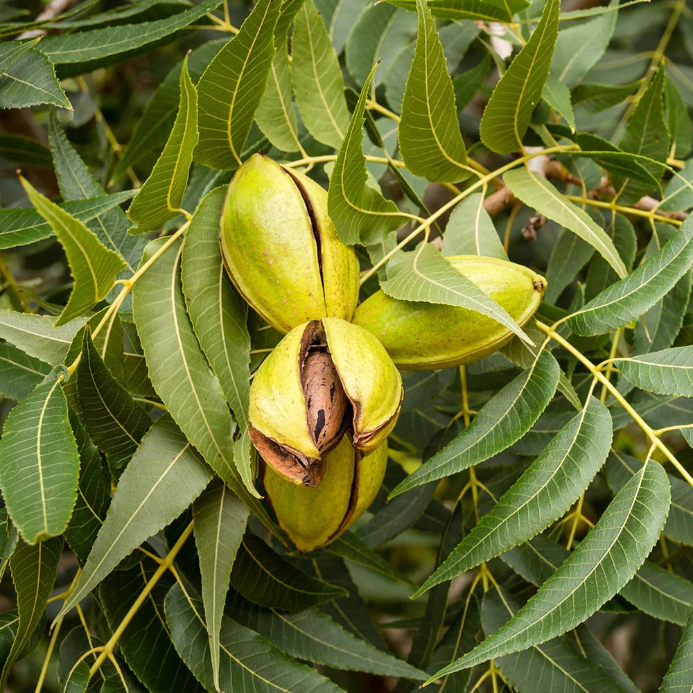 CARYA ILLINOINENSIS (NOCE DI PECAN)