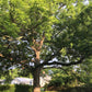 CARYA ILLINOINENSIS (NOCE DI PECAN)