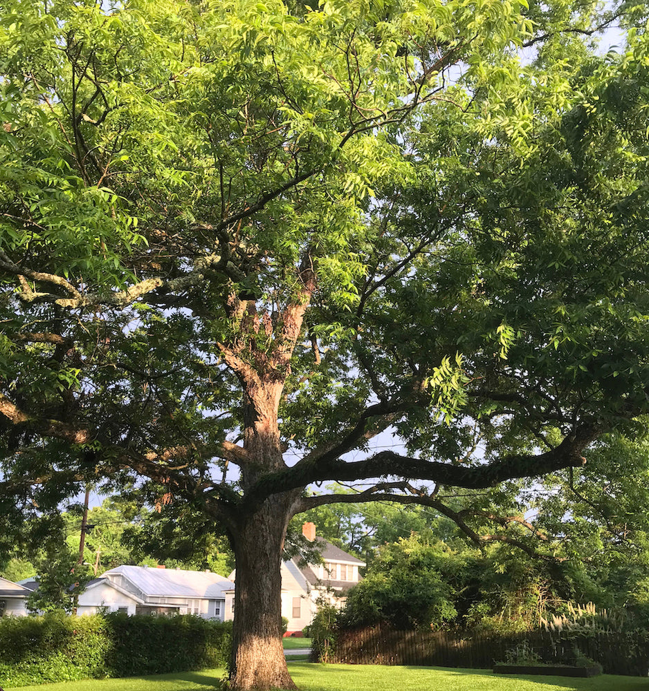 CARYA ILLINOINENSIS (NOCE DI PECAN)