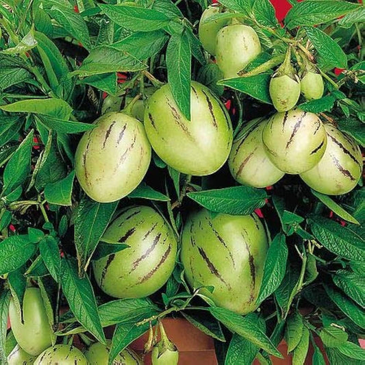 SOLANUM BETACEUM (TAMARILLO)