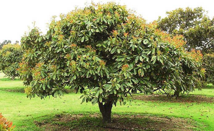 PERSEA AMERICANA VAR. REED (AVOCADO) - GRUPPO A