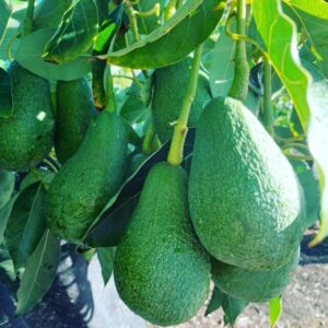 PERSEA AMERICANA VAR. BACON (AVOCADO) - GRUPPO B