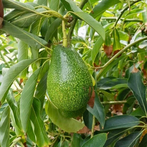 PERSEA AMERICANA VAR. FUERTE (AVOCADO) - GRUPPO A