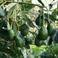 PERSEA AMERICANA VAR. HASS (AVOCADO) - GRUPPO A