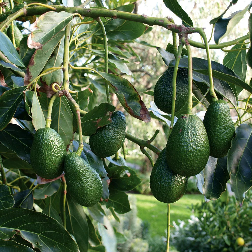 PERSEA AMERICANA VAR. HASS (AVOCADO) - GRUPPO A