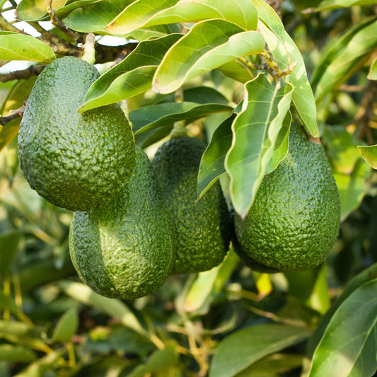 PERSEA AMERICANA VAR. LAMB HASS (AVOCADO) - GRUPPO A