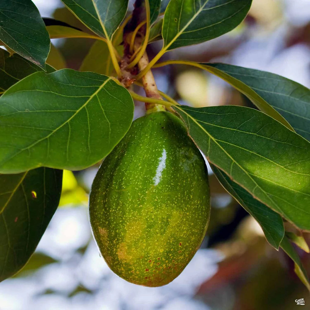 PERSEA AMERICANA VAR. ZUTANO (AVOCADO) - GRUPPO B