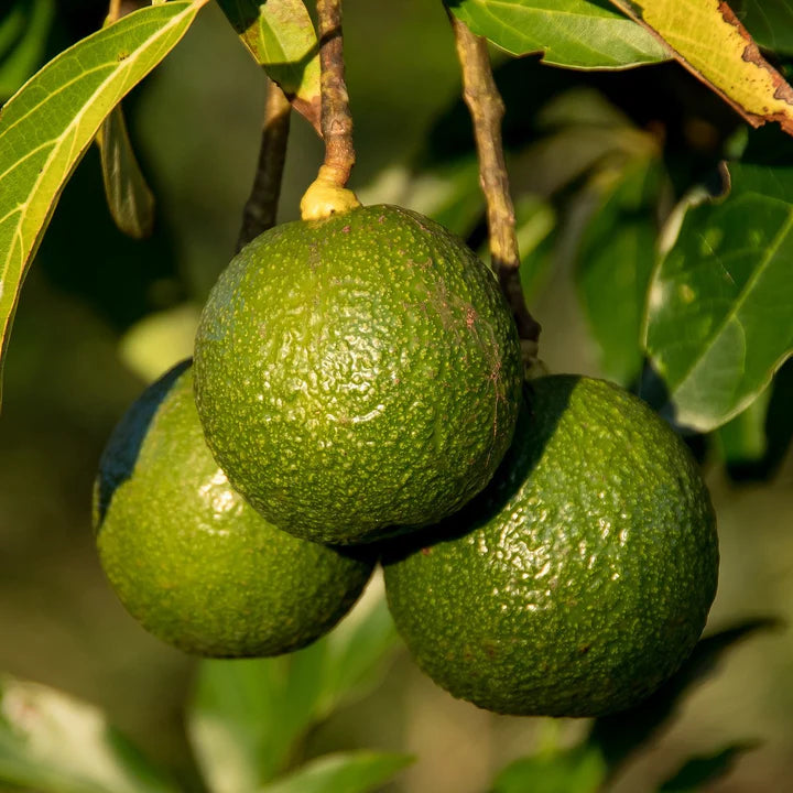 PERSEA AMERICANA VAR. REED (AVOCADO) - GRUPPO A