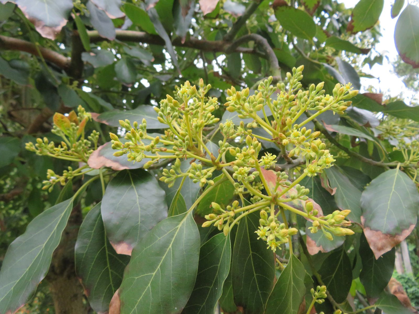 PERSEA AMERICANA VAR. ZUTANO (AVOCADO) - GRUPPO B