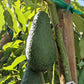 PERSEA AMERICANA VAR. PINKERTON (AVOCADO) - GRUPPO A