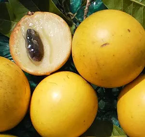 POUTERIA CAIMITO (ABIU, CAINITO GIALLO)