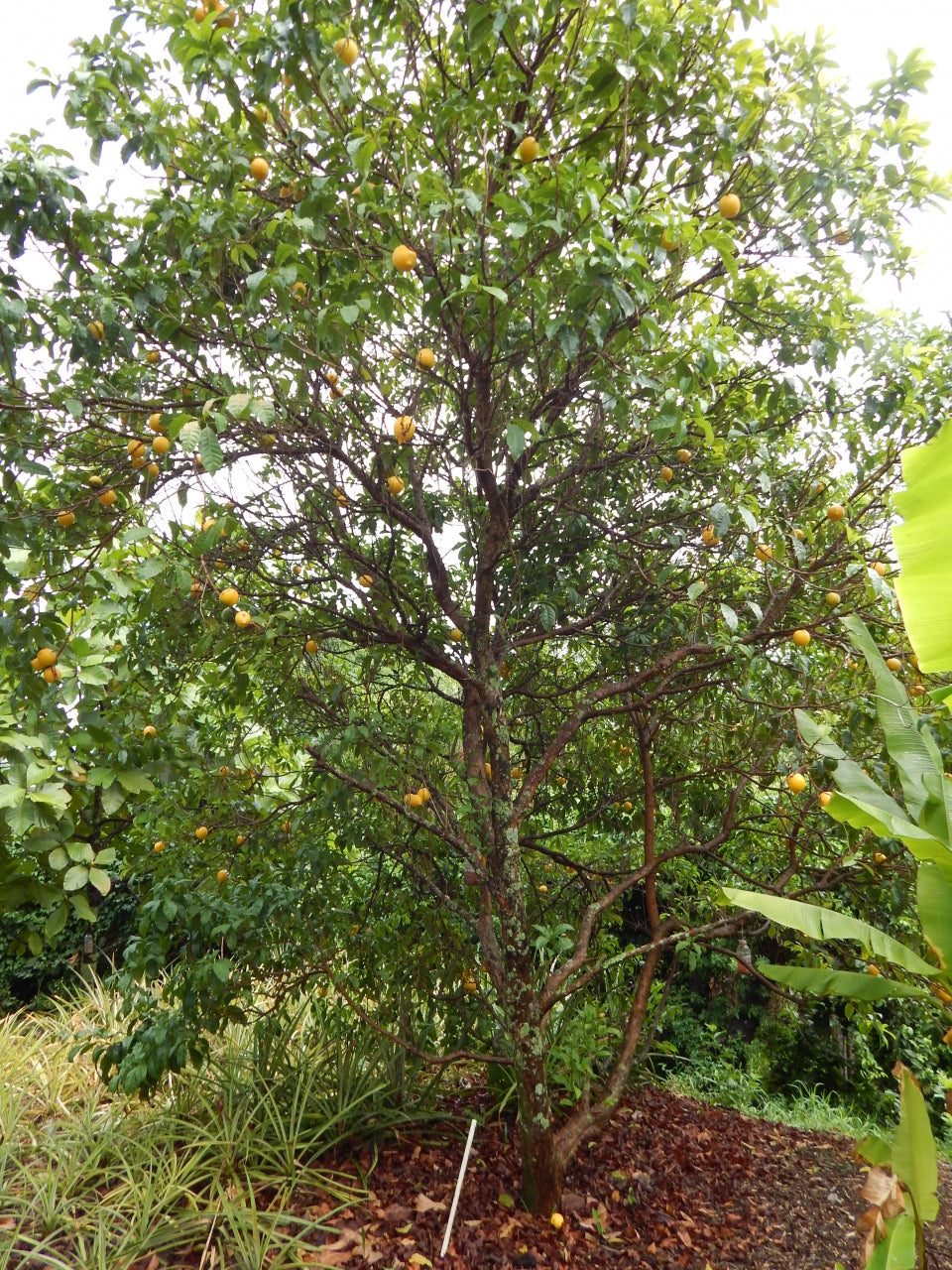 POUTERIA CAIMITO (ABIU, CAINITO GIALLO)