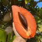 POUTERIA SAPOTA (MAMEY)