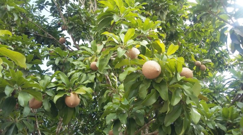 POUTERIA SAPOTA (MAMEY)