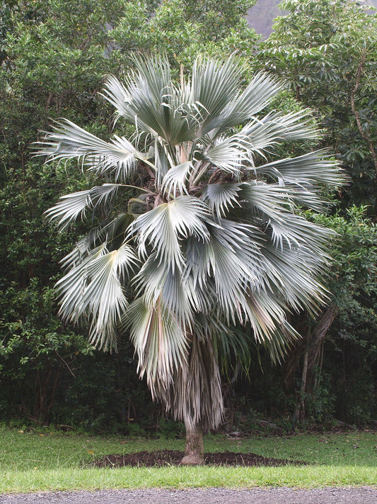 PRITCHARDIA HILLEBRANDII BLUE MOON