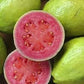 PSDIUM GUAJAVA ROJA (CUBAN PINK GUAVA)