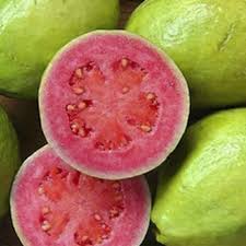 PSDIUM GUAJAVA ROJA (CUBAN PINK GUAVA)