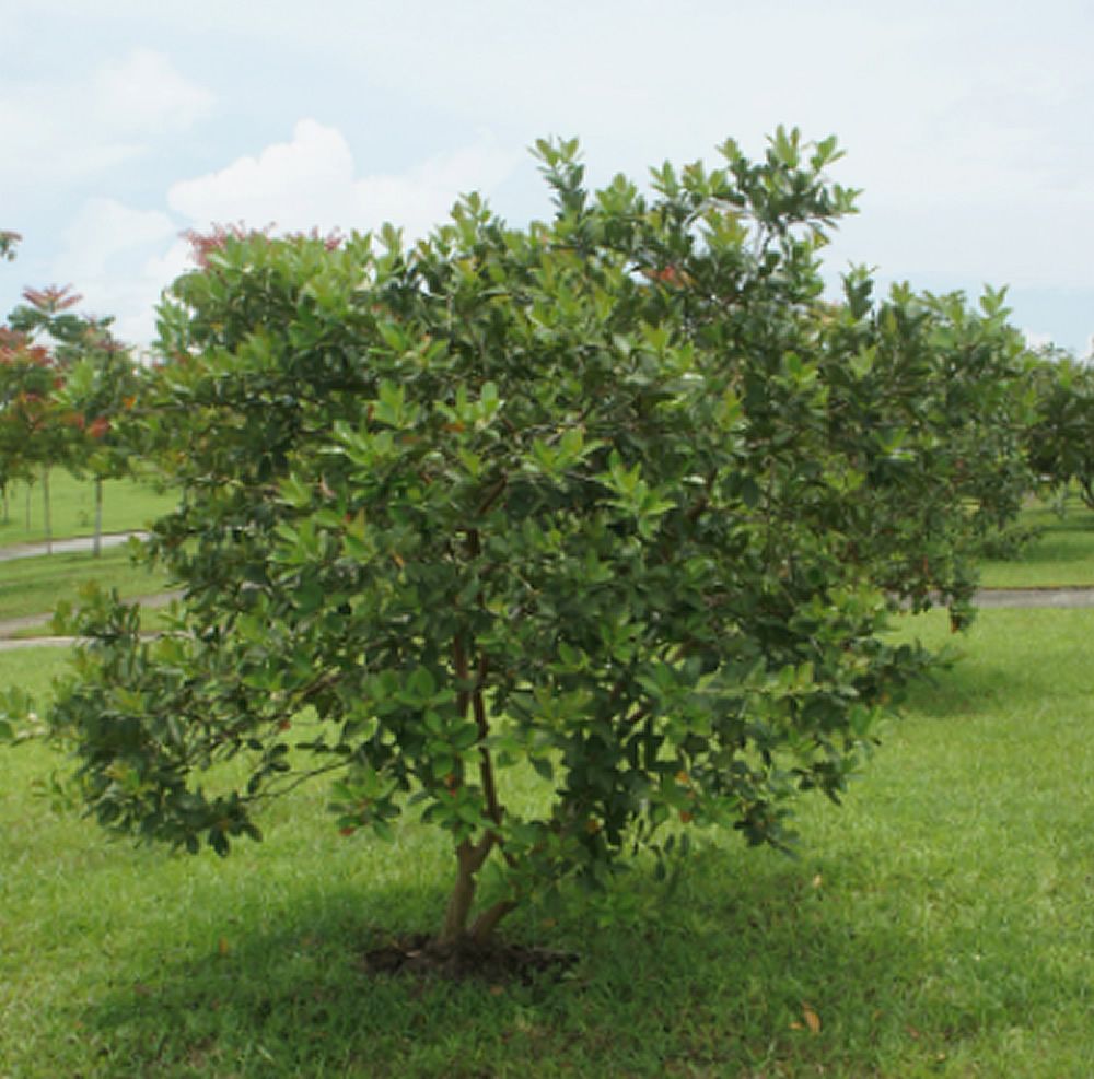 PSDIUM GUAJAVA ROJA (GUAVA ROSA CUBANA)